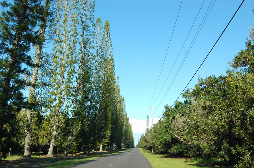Macadamia Road
