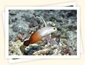 Dartfishes (Ptereleotridae)