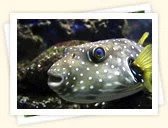 Pufferfishes