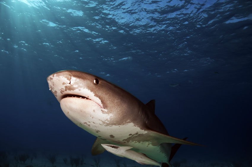 Oahu Shark Dive Tours