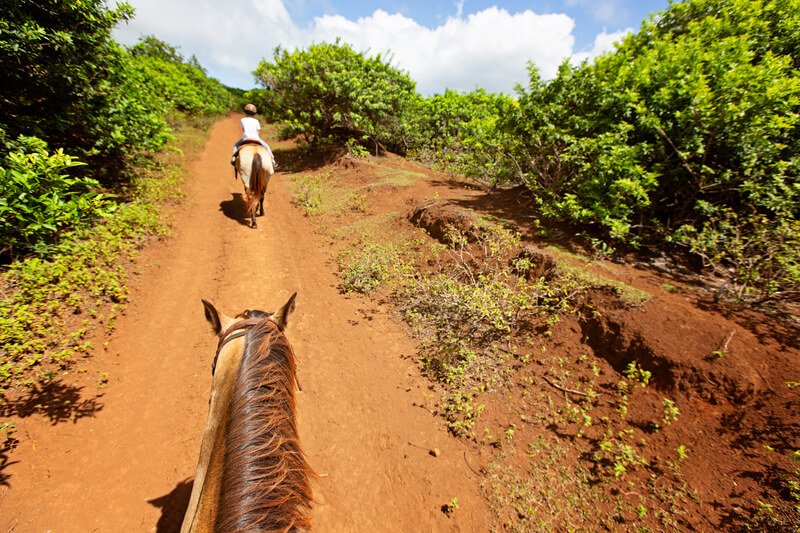 Big Island Horseback Riding