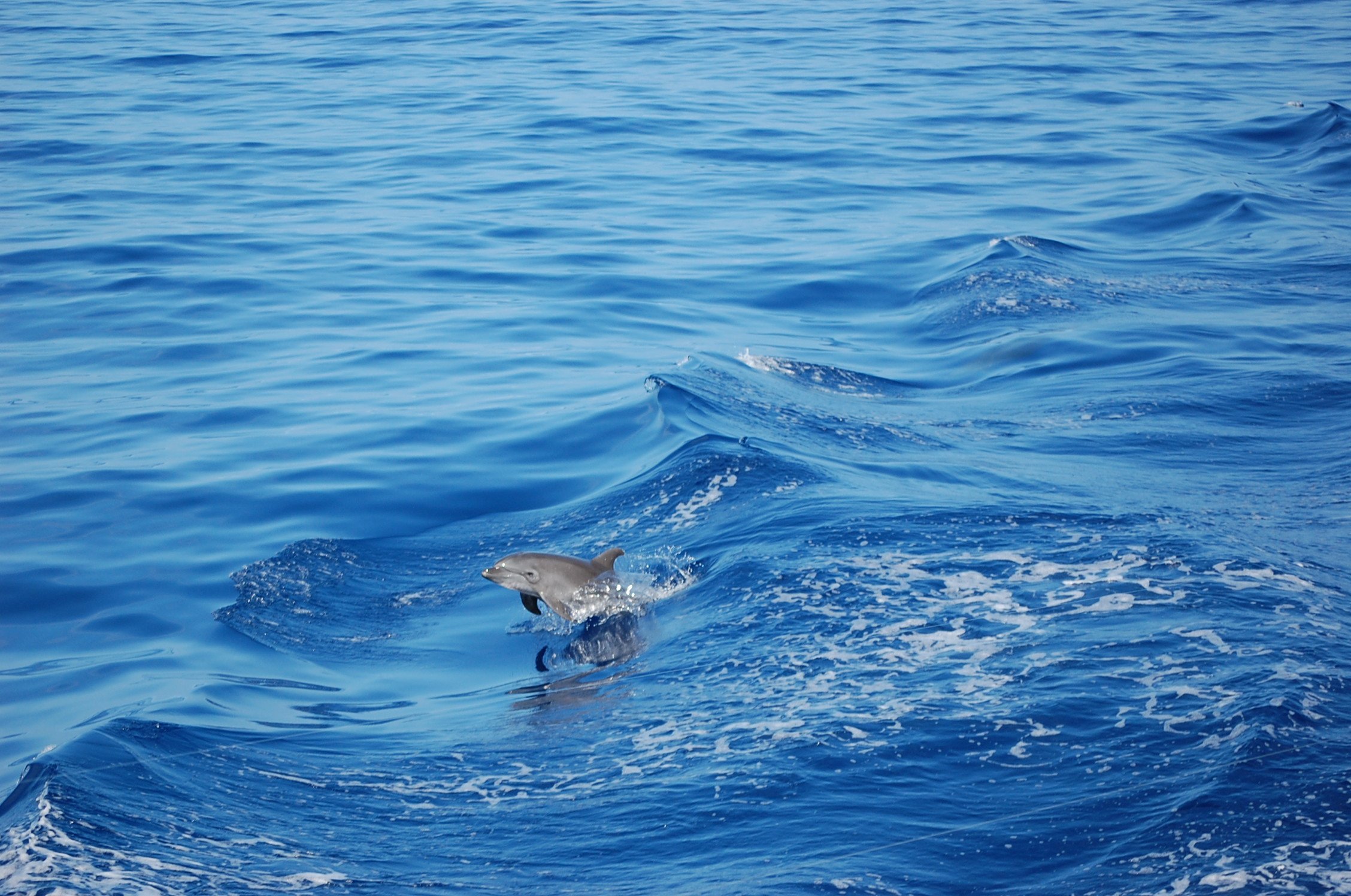 Big Island Dolphin Swim