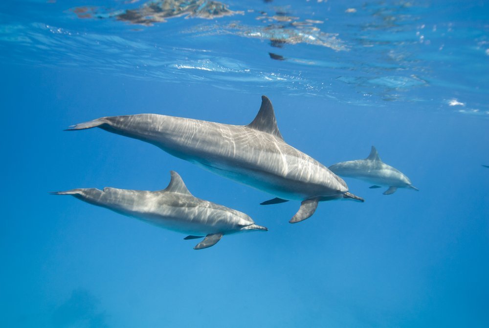 Kauai Dolphin Swim