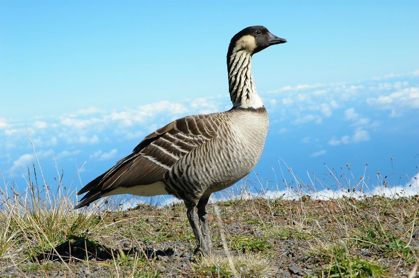 pictures of hawaiian animals