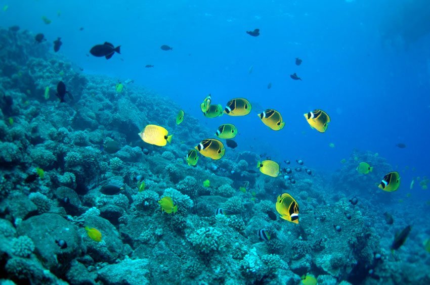 Oahu Scuba Diving Tours