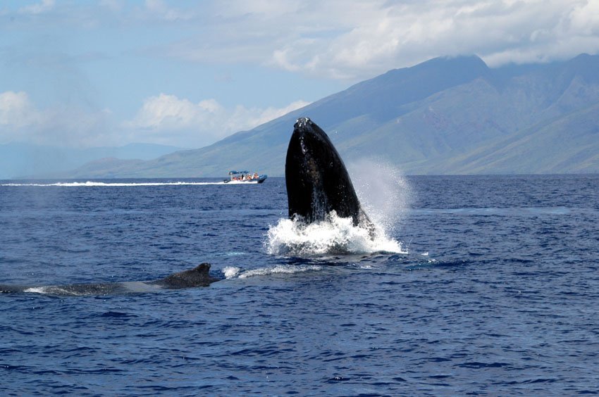 whale watching in hawaii. Hawaii Whale Watching