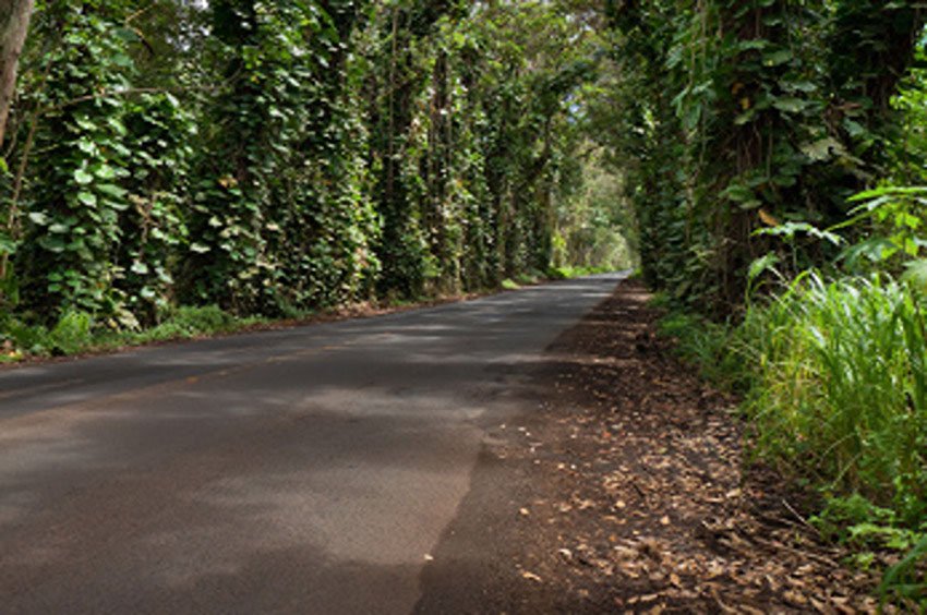 Tree Tunnel Road