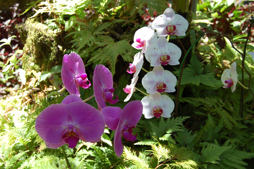 Tropical Garden