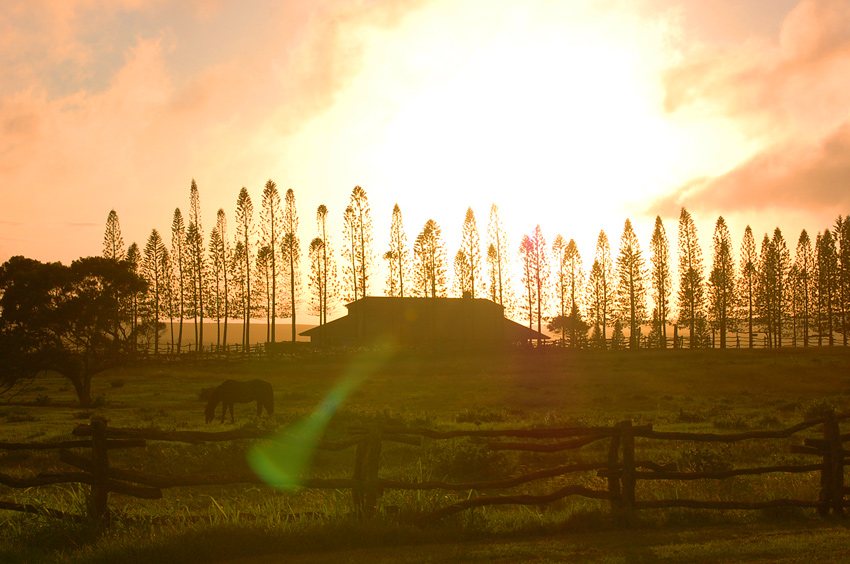 Lanai Landscape 2