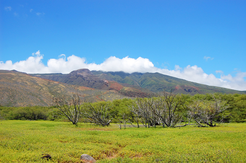 Molokai Vista