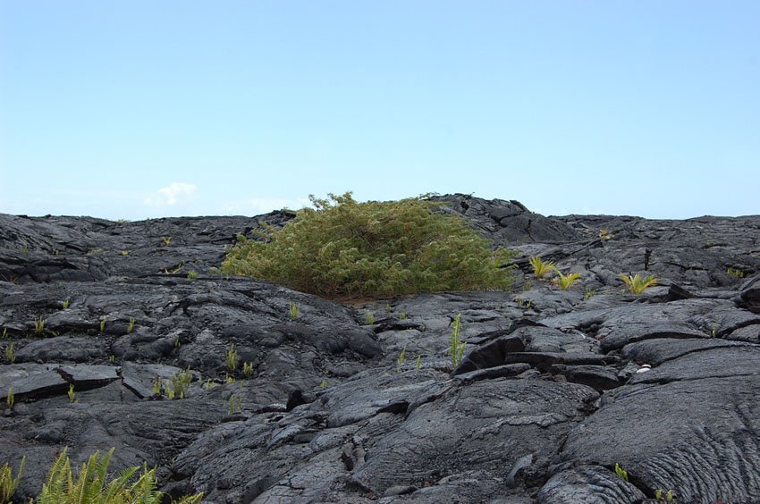 Tree grows on lava rocks