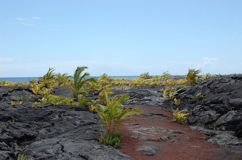 Palm trees on lava rocks
