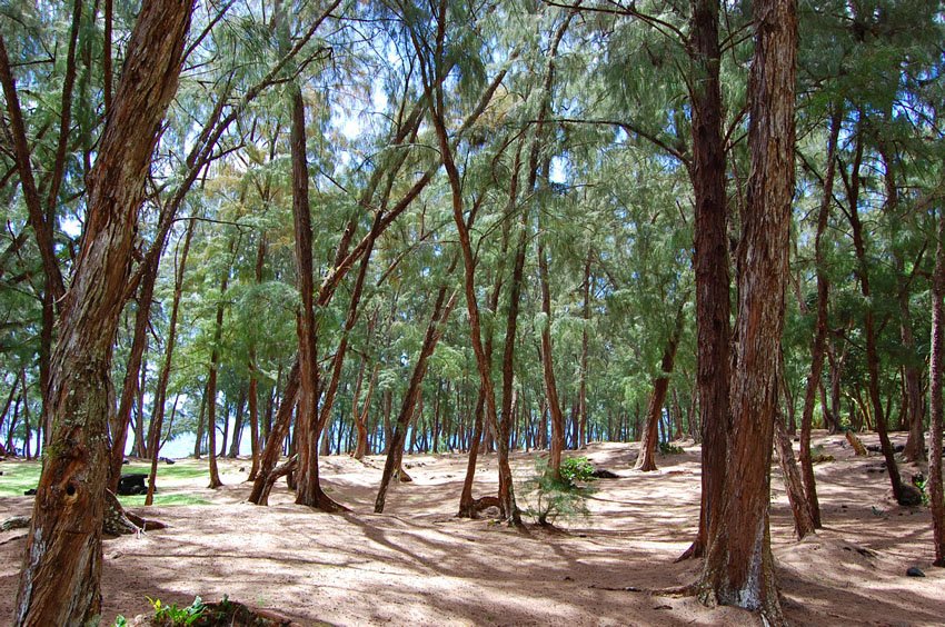 Large park with many trees