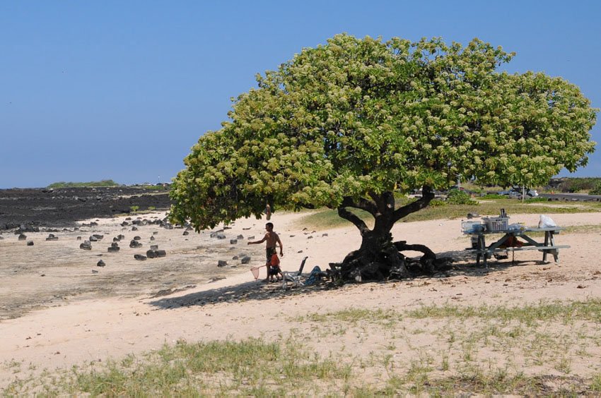 Beachfront tree