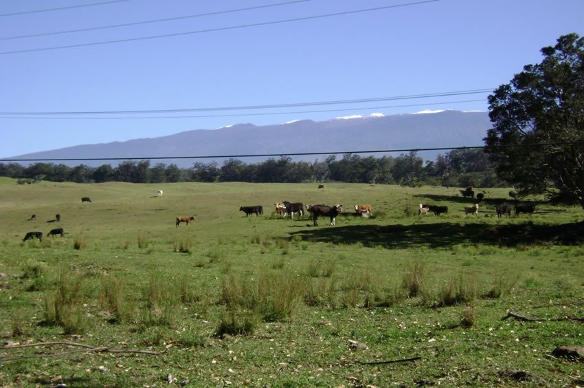 Grazing cows