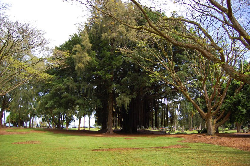 Banyan tree in the Lili'uokalani Gardens