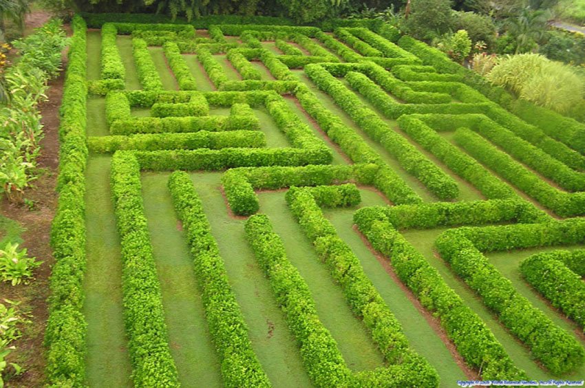 Botanical World Adventures maze