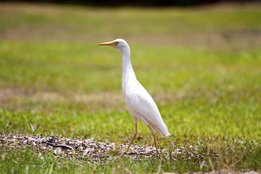 Cattle Egret