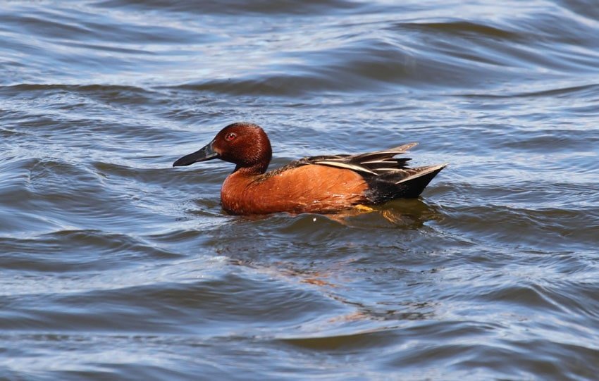 Cinnamon Teal