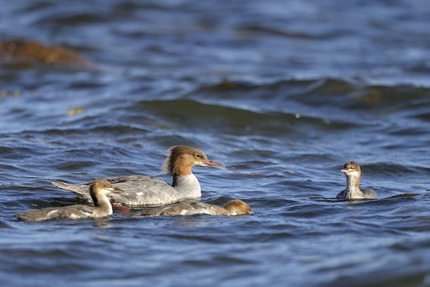 Common Merganser