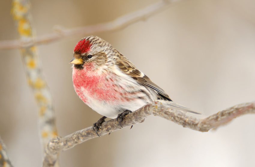 Common Redpoll