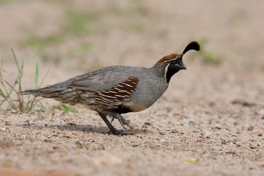 Gambels Quail