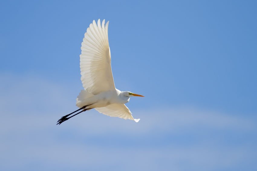 Great Egret