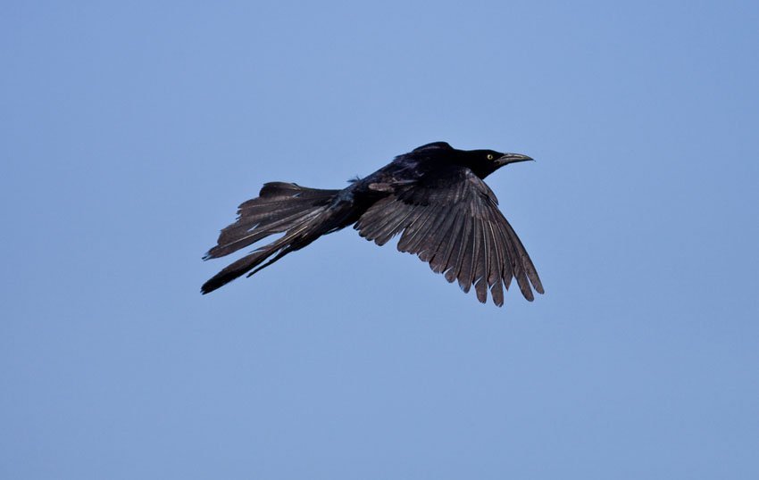 Great-Tailed Grackle