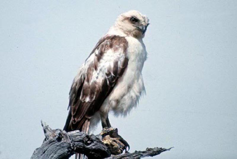 Hawaiian Hawk