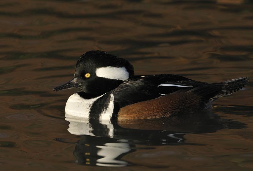 Hooded Merganser