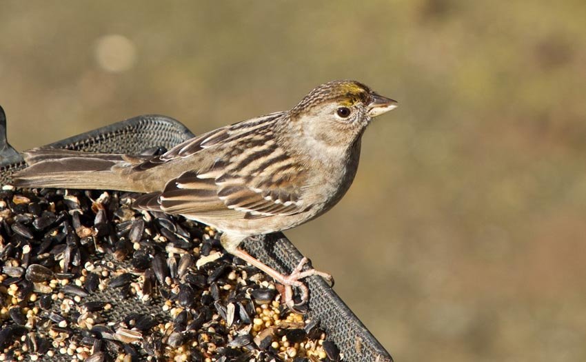 House Finch