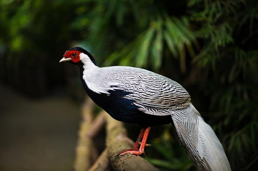 Kalij Pheasant