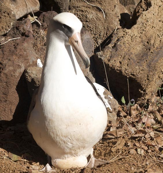 Laysan Albatross