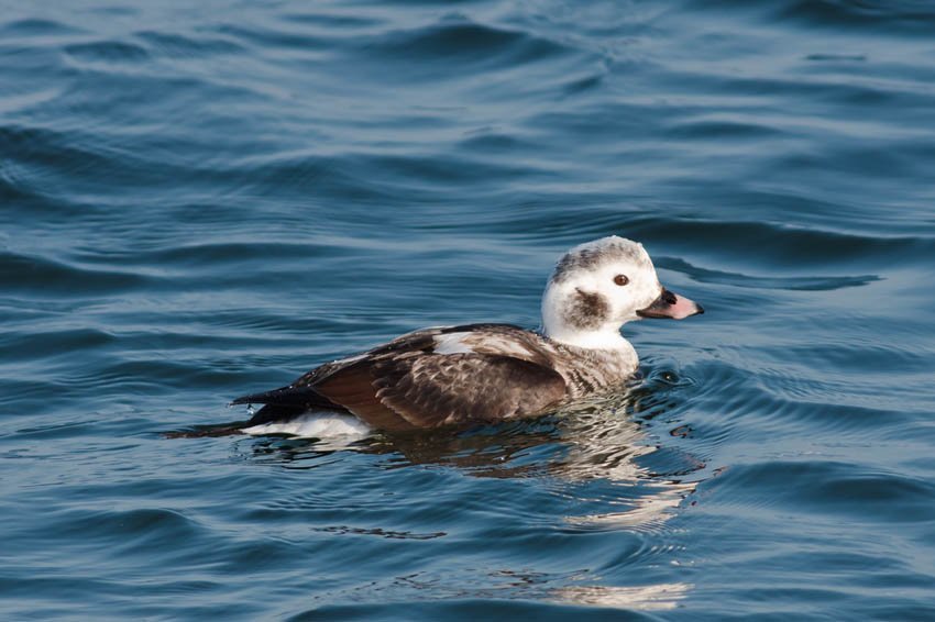 Long-Tailed Duck