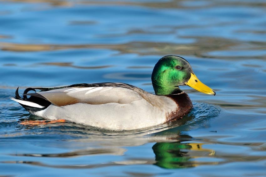 Mallard Duck