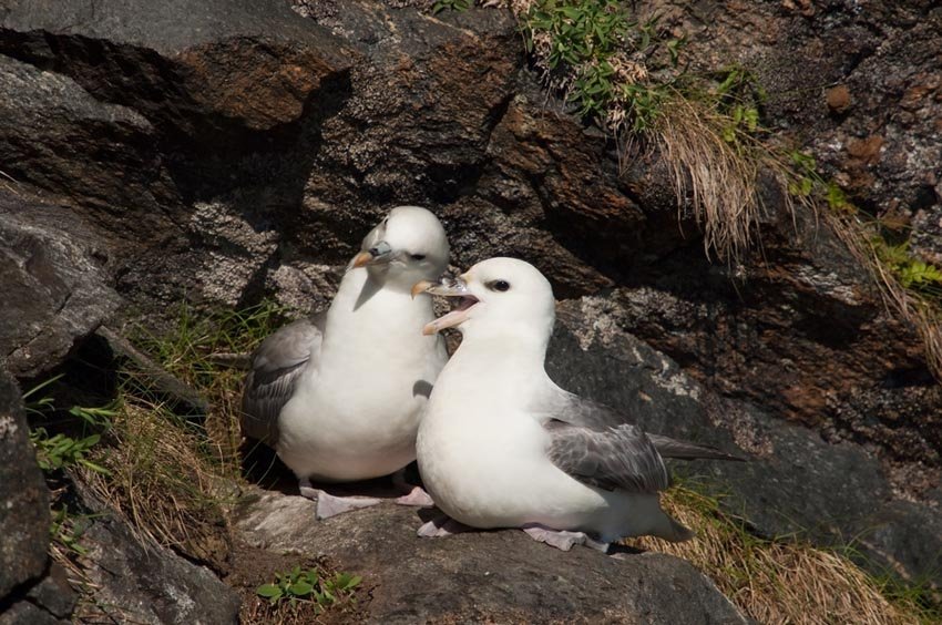 Northern Fulmar