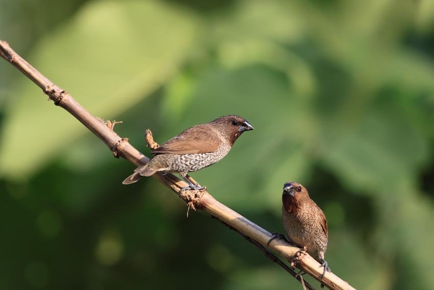 Nutmeg Mannikin