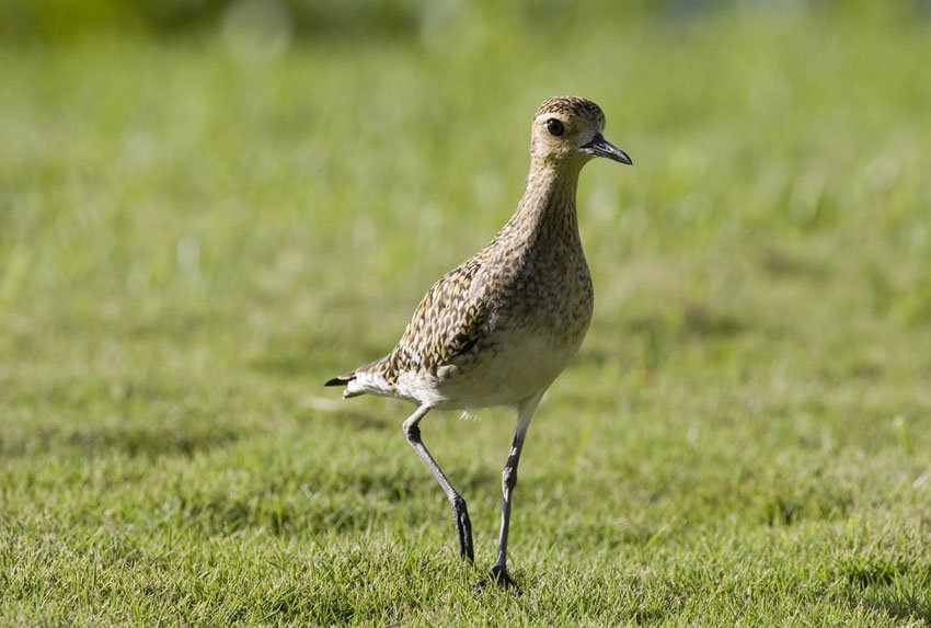 Pacific Golden Plover