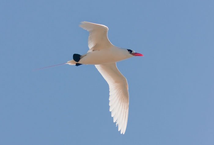 Red-Billed Tropicbird