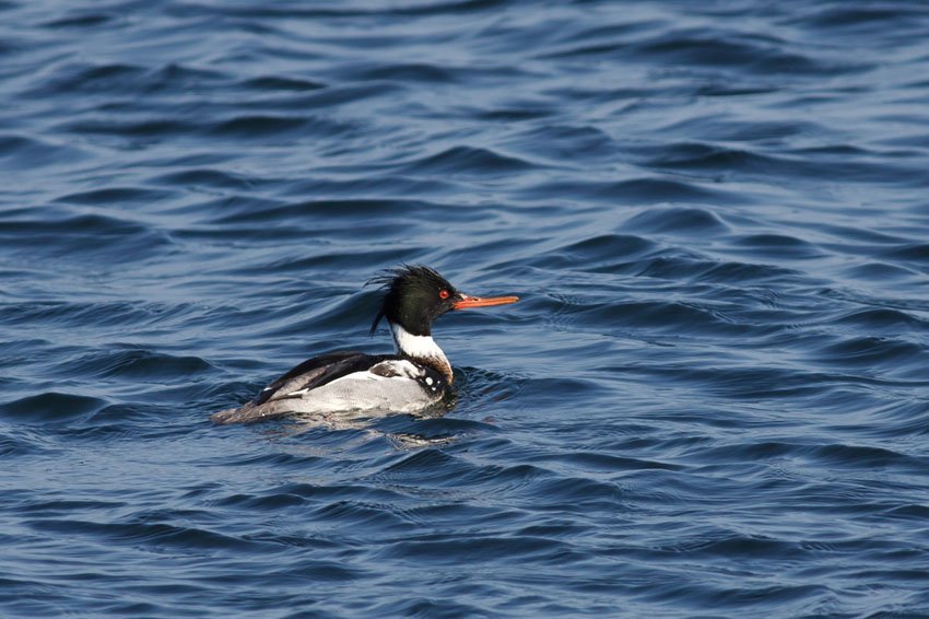 Red-Breasted Merganser