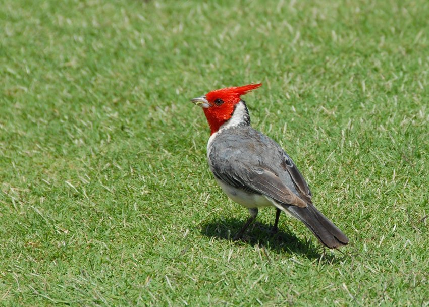 Red Crested Cardinal Paroaria Coronata Red Crested Cardinal Paroaria Coronata