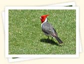 Red-Crested Cardinal