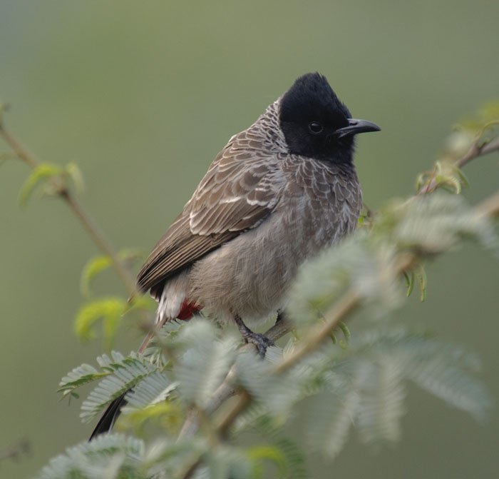 Red-Vented Bulbul