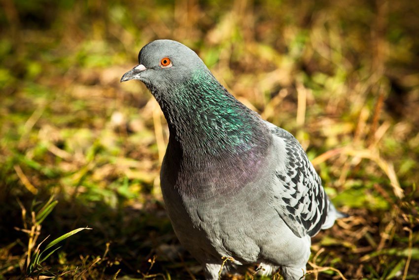 Rock Dove