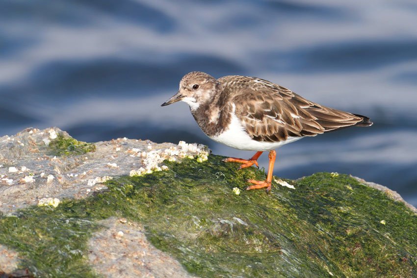 Ruddy Turnstone