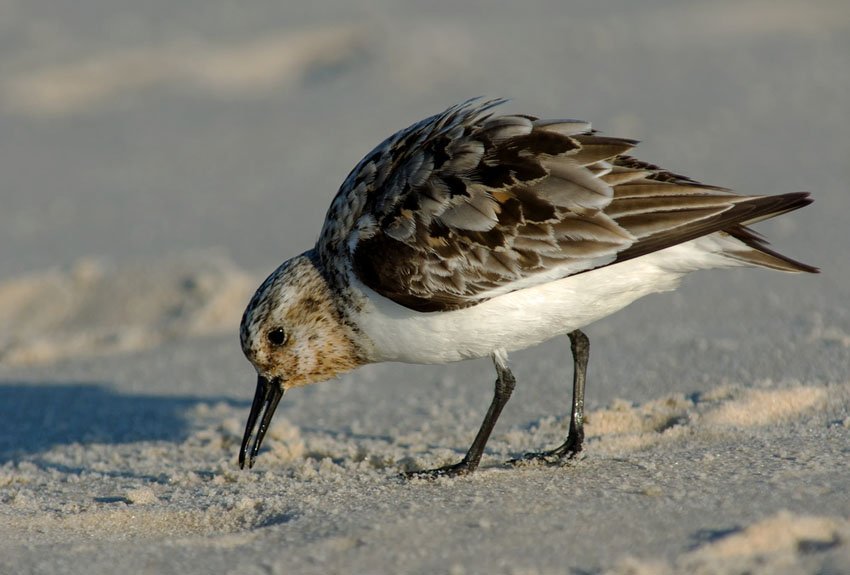 Semipalmated Sandpiper