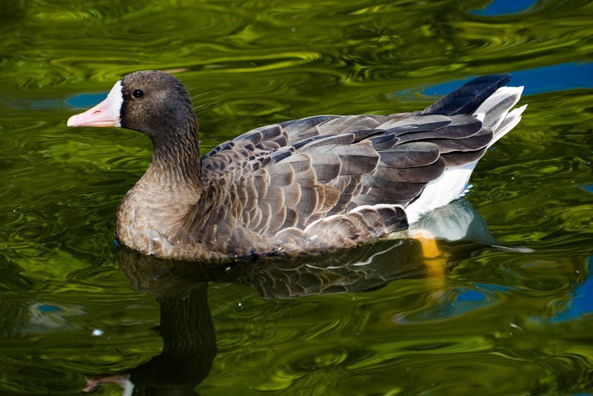 White-Fronted Goose