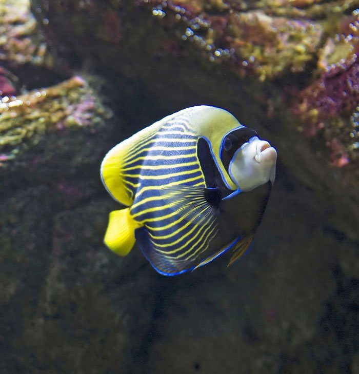 Regal Angelfish