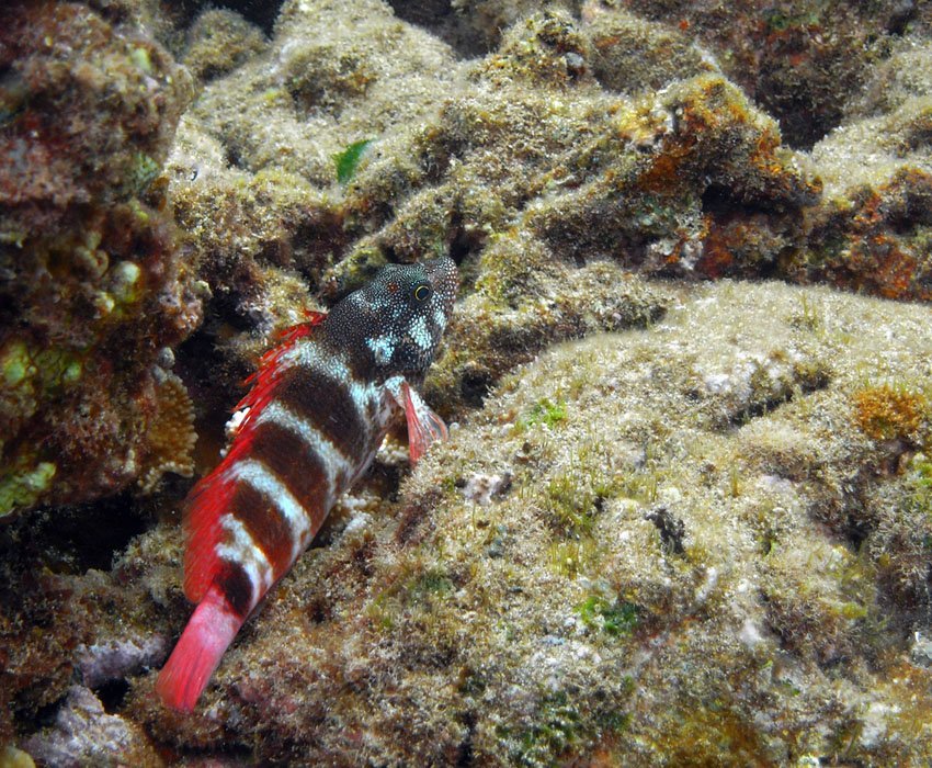 Spotted Coral Blenny