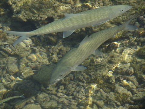 Bonefishes